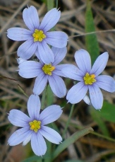 Suwanne Blue-Eyed Grass, Sisyrinchium 'Suwanne'